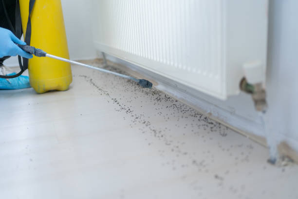 Best Flea Control Services  in River Edge, NJ