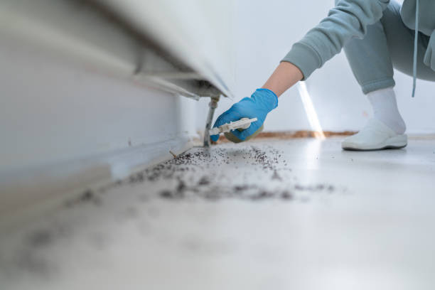 Best Affordable Pest Control Services  in River Edge, NJ